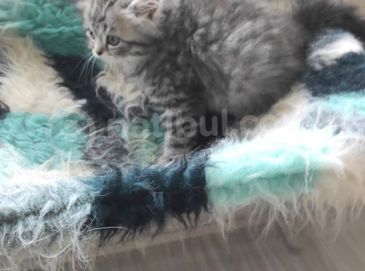 3 Aylık British Longhair Erkek Yavrumuzu Sahiplendiriyoruz