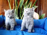 British Shorthair Yavruları