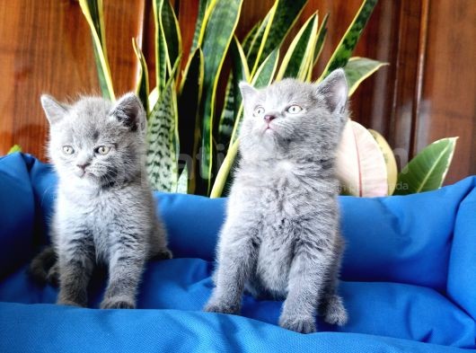 British Shorthair Yavruları