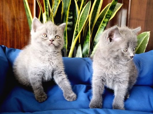 British Shorthair Yavruları