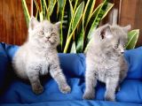 British Shorthair Yavruları