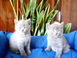 British Shorthair Yavruları
