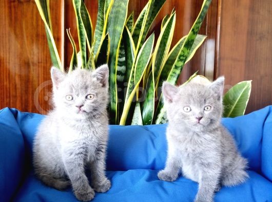 British Shorthair Yavruları görsel