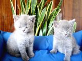 British Shorthair Yavruları