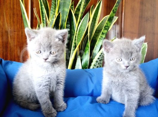 British Shorthair Yavruları görsel
