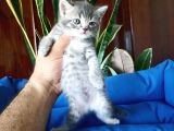 British Shorthair Yavruları