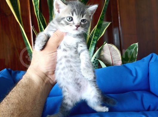 British Shorthair Yavruları görsel