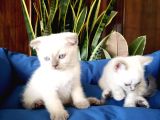 Scottish Fold Yavrular