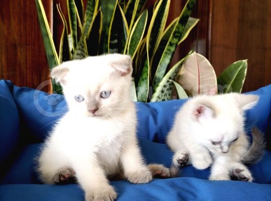 Scottish Fold Yavrular görsel