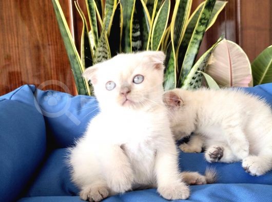 Scottish Fold Yavrular görsel
