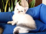 British Shorthair Yavruları