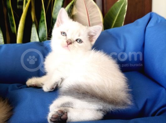 British Shorthair Yavruları
