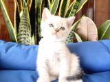 British Shorthair Yavruları