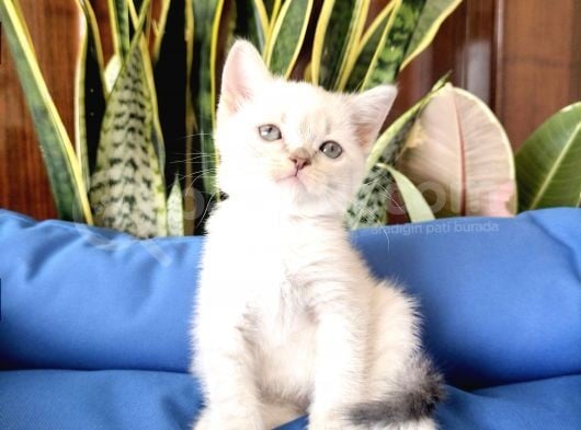 British Shorthair Yavruları görsel
