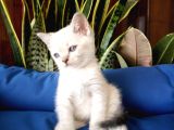 British Shorthair Yavruları