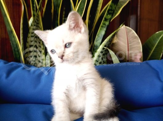 British Shorthair Yavruları görsel