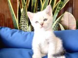 British Shorthair Yavruları