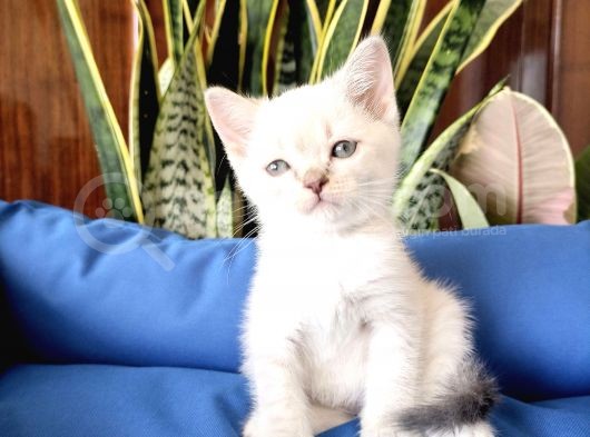 British Shorthair Yavruları görsel
