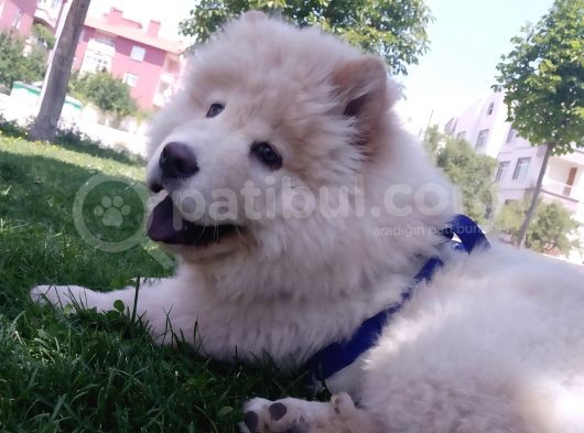 4 Aylik Erkek Beyaz Cinaslani görsel