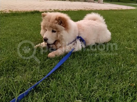 4 Aylik Erkek Beyaz Cinaslani görsel