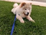 4 Aylik Erkek Beyaz Cinaslani