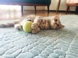 2 Aylik Dişi Saf British Shorthair Yavru