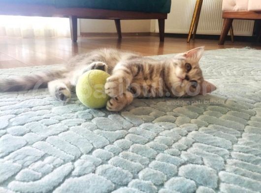 2 Aylik Dişi Saf British Shorthair Yavru görsel