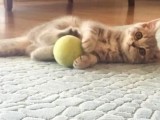 2 Aylik Dişi Saf British Shorthair Yavru
