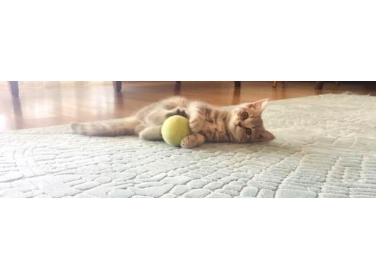 2 Aylik Dişi Saf British Shorthair Yavru görsel
