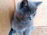 British Shorthair Yavru