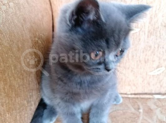 British Shorthair Yavru