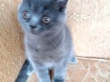 British Shorthair Yavru