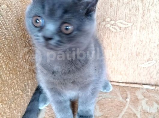 British Shorthair Yavru görsel