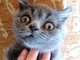 British Shorthair Yavru