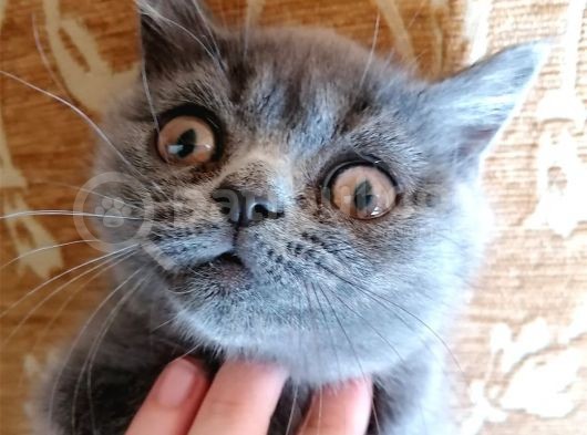 British Shorthair Yavru görsel
