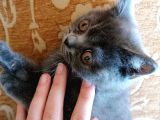 British Shorthair Yavru