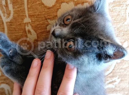 British Shorthair Yavru görsel