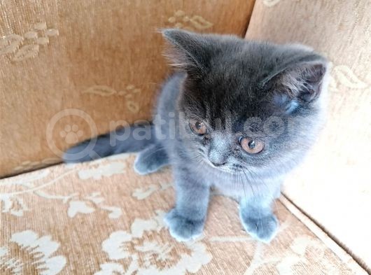 British Shorthair Yavru görsel
