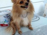 3 Adet  Pomeranian  ( 2 Disi 1 Erkek) Yesikin