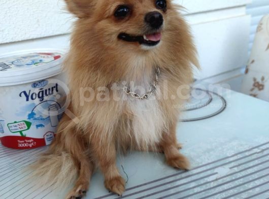 3 Adet  Pomeranian  ( 2 Disi 1 Erkek) Yesikin