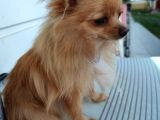 3 Adet  Pomeranian  ( 2 Disi 1 Erkek) Yesikin