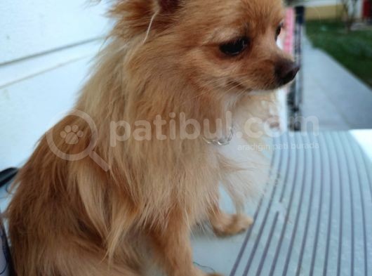 3 Adet  Pomeranian  ( 2 Disi 1 Erkek) Yesikin görsel