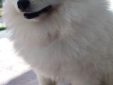 3 Adet  Pomeranian  ( 2 Disi 1 Erkek) Yesikin