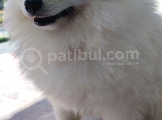 3 Adet  Pomeranian  ( 2 Disi 1 Erkek) Yesikin görsel