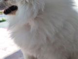 3 Adet  Pomeranian  ( 2 Disi 1 Erkek) Yesikin