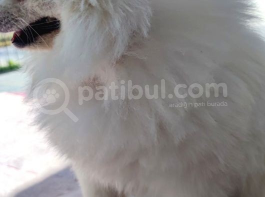 3 Adet  Pomeranian  ( 2 Disi 1 Erkek) Yesikin görsel