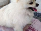 3 Adet  Pomeranian  ( 2 Disi 1 Erkek) Yesikin