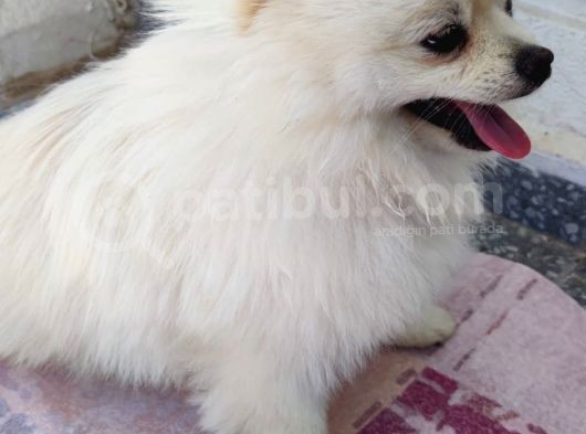 3 Adet  Pomeranian  ( 2 Disi 1 Erkek) Yesikin görsel