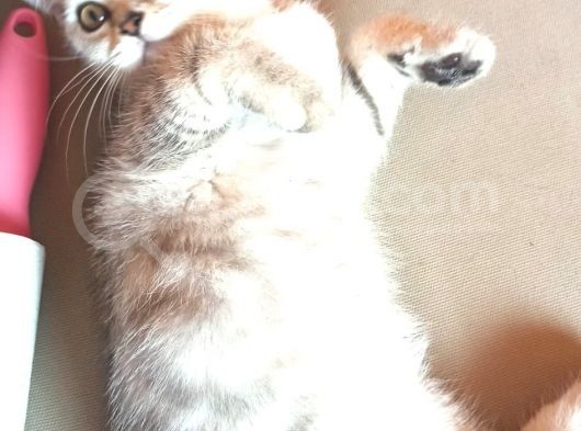 Beyaz Melek görsel