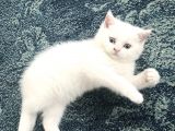 Beyaz Safkan British Shorthair